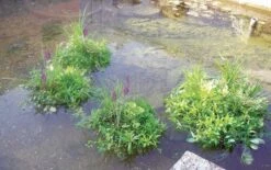 Europond Drijvend Planteneiland Driehoek 111x111x153cm -Vijvergereedschap Winkel image 1695