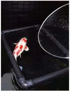 KNS Drijvend Inspectienet 150 X 120 X 100 Cm (extra Diep) 5 KNS Drijvend Inspectienet 150 X 120 X 100 Cm (extra Diep) -Vijvergereedschap Winkel image 1716