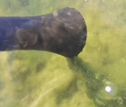 Oase PondoVac 3 - Vijverstofzuiger -Vijvergereedschap Winkel image 1801